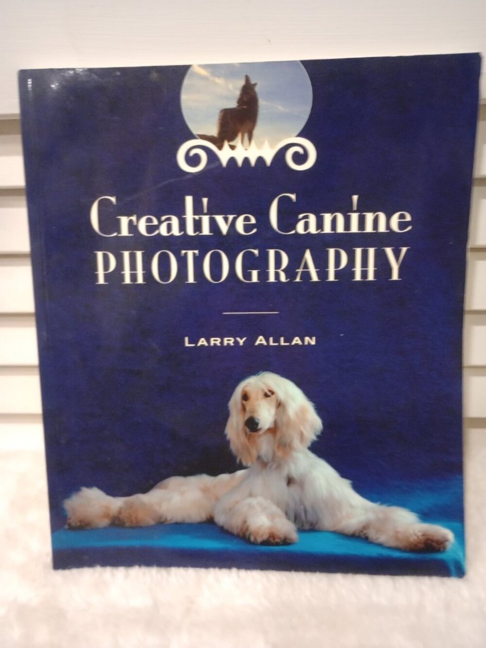 Creative canine photography